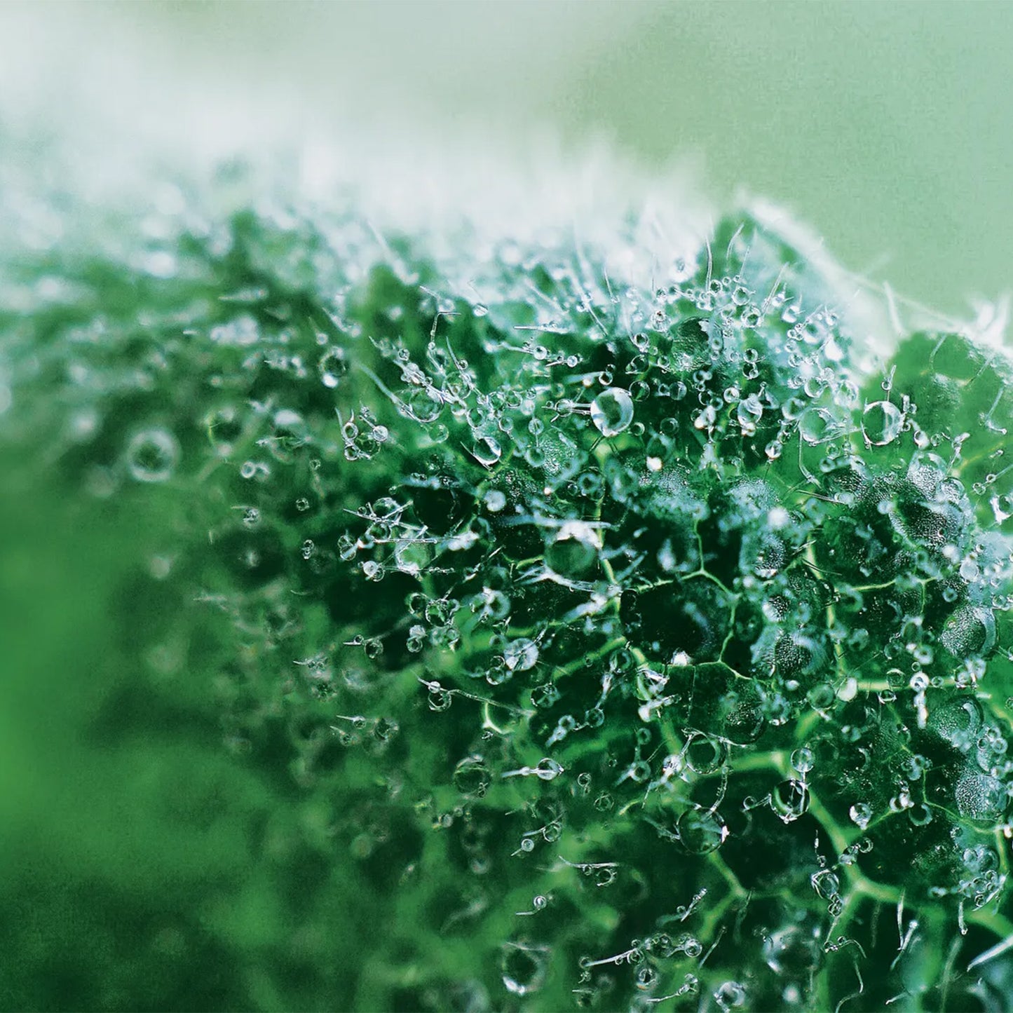 Lift pro-collagen serum protiv bora