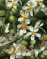 Olive and petit grain hand cream