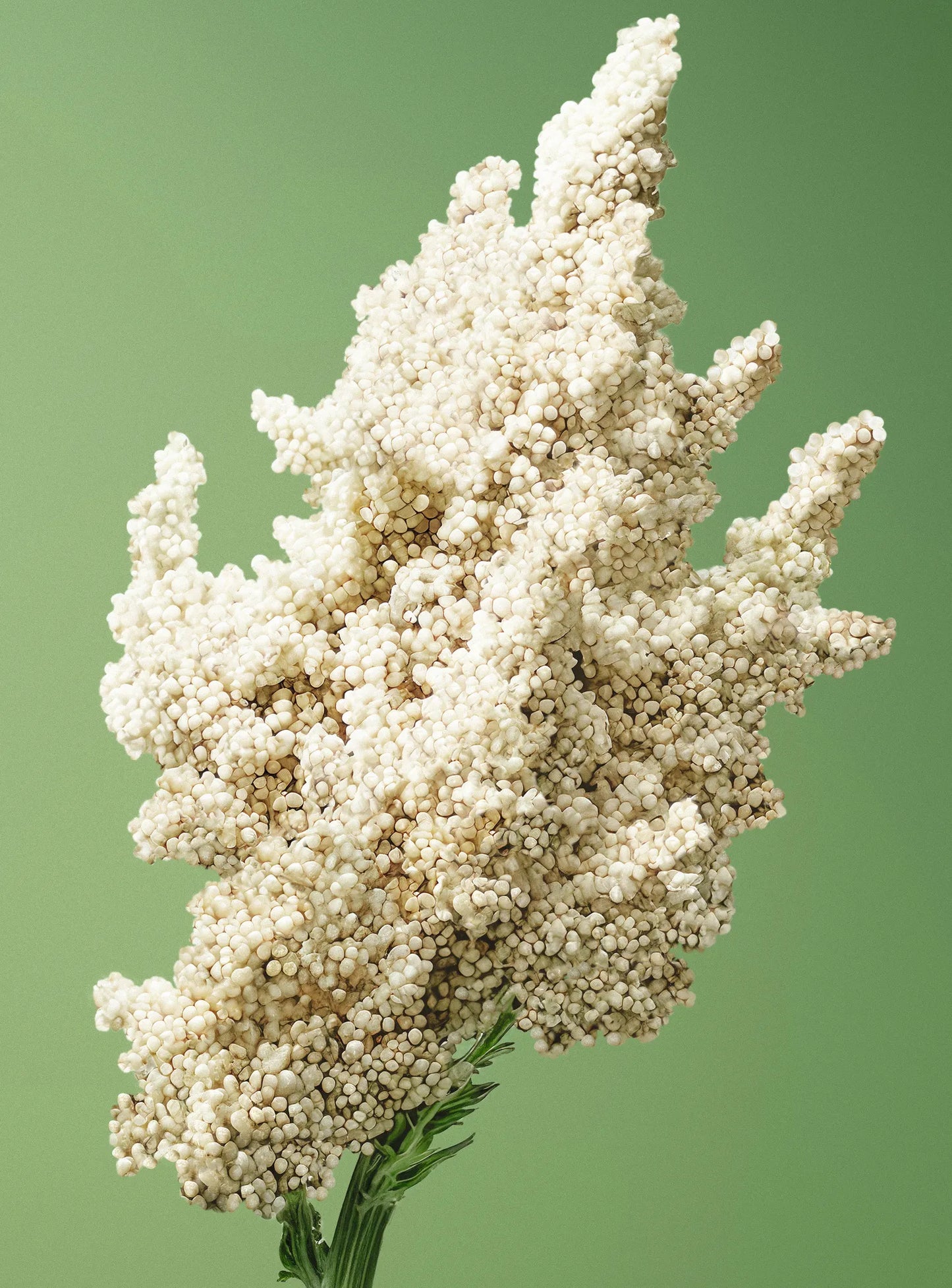 Šampon za volumen kose NOVO